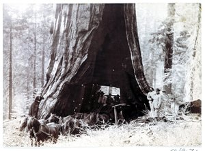Wagon przejeżdżający przez gigantyczne drzewo, Ameryka Północna, ok. 1900 autorstwa Unbekannt