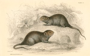 Karczownik wodny Arvicola terrestris, znany również jako czarny szczur wodny, 1828 autorstwa Unbekannt