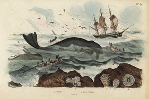 Wielorybniki polujące na wieloryba północnoatlantyckiego, Eubalaena glacialis, zagrożonego 1 i pąkle 2-5. Baleine, Balenes autorstwa Unbekannt