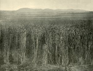 Pole pszenicy, Canning Downs, Queensland, 1901. autorstwa Unbekannt