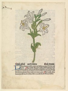 Biała lilia, ilustracja z Gart der Gesundheit Sch.4332, 28 marca 1485. autorstwa Unbekannt
