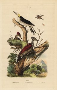 Dzięcioł biały , Melanerpes candidus , dzięcioł filipiński , Yungipicus maculatus , samiec i samica autorstwa Unbekannt