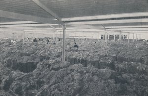 Wełna na sprzedaż w salonie w Melbourne, 1923. autorstwa Unbekannt