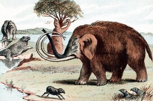 Mamut włochaty Mammuthus, 1892 autorstwa Unbekannt