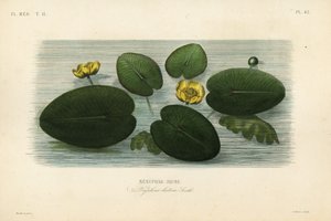 Żółta lilia wodna, Nuphar lutea, Nenuphar lutea, Nenuphar jaune autorstwa Unbekannt