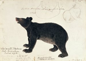 Rysunek niedźwiedzia czarnego azjatyckiego, Ursus Tibetanus, z centralnego regionu Himalajów autorstwa Unbekannt Unbekannt