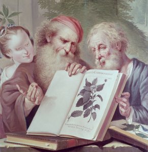 Ilustracja z Hortus Cliffortianus autorstwa Carla Linnaeusa (1707-78) opublikowana w Amsterdamie 1737-38 autorstwa Unbekannt Unbekannt