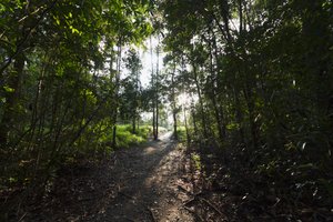 Ścieżka w dżungli przy Camp Leaky, Park Narodowy Tanjung Puting, Central Kalimantan, Borneo, Indonezja autorstwa Unbekannt Unbekannt