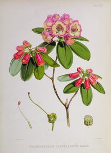Rhododendron: Kandelabr, z „Rhododendrons of Sikkim-Himalaya” J.D. Hookera, 1849-51 autorstwa Unbekannt Unbekannt