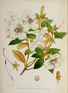 Rododendron: Edgeworthi z „Rhododendrons of Sikkim-Himalaya” J.D. Hooker 1849-51 autorstwa Unbekannt Unbekannt