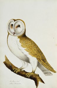 Płomykówka, fragment Albumu akwareli ptaków i ich jaj, 1800 autorstwa Unbekannt