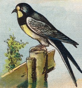 Jaskółka. Grawerowanie w "Alfabet de ma petite fille". Bernardin-Bechet i Fils, księgarz-wydawnictwo, Paryż, ok. 1895. Niezniszczalny album na płótnie. Bibliotheque des Bebes. 12 stron. Album zawierający sposób czytania i ilustracyjne abecedary. Ciemny autorstwa Unbekannt