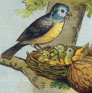 Ptak karmi swoje młode w gnieździe. Grawerowanie w "Alfabet de ma petite fille". Bernardin-Bechet i Fils, księgarz-wydawnictwo, Paryż, ok. 1895. Niezniszczalny album na płótnie. Bibliotheque des babes. 12 stron. Album zawierający sposób czytania i ilustrac autorstwa Unbekannt