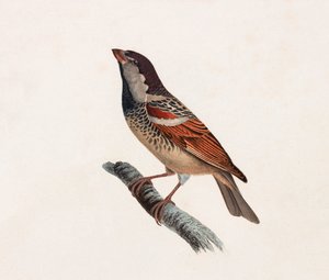 Kolorowa ilustracja ptaka autorstwa Unbekannt