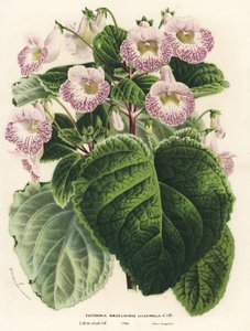 Achimenantha x naegelioides, odmiana bzu (Eucodonia naegelioides lilacinella). Ręcznie kolorowana litografia z dzieła Louisa van Houtte