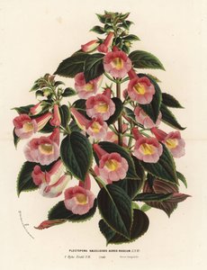 Achimenantha x naegelioides, odmiana różowo-złota. Plectopoma naegelioides aureo-roseum. Ręcznie kolorowana litografia z dzieła Louisa van Houtte