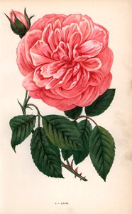 Róża Adam, odmiana róży herbacianej wyhodowana przez Monsieur Adama z Reims w 1838 roku. Chromolitografia narysowana i litografowana według natury przez F. Grobona na podstawie "Les Roses" Hippolyte