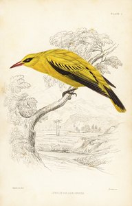 Afrykańska wilga złota, Oriolus auratus. Ręcznie kolorowana stalowa rycina autorstwa Williama Lizarsa według Williama Swainsona z Naturalist