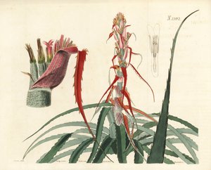 Aguava, Bromelia alsodes (ananas wąskolistny, Bromelia sylvestris). Ręcznie kolorowany miedzioryt Weddella na podstawie ilustracji botanicznej Johna Curtisa z William Curtis
