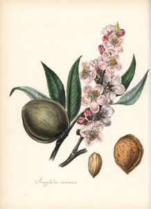 Migdałowiec - Migdałowiec pospolity, Prunus amygdalus (Amygdala communis), z kwiatem, liściem, owocem i nasieniem (orzechem). Ręcznie kolorowana cynkografia Chabotsa narysowana przez pannę M. A. Burnett z jej "Plantae Utiliores: or Illustrations of Useful  autorstwa Unbekannter Künstler