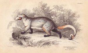 Amerykański paradoksyd, Paradoxurus dubius. Z okazu w Muzeum Filadelfijskim. Ręcznie kolorowany staloryt Lizarsa na podstawie ilustracji Charlesa Hamiltona Smitha z William Jardine