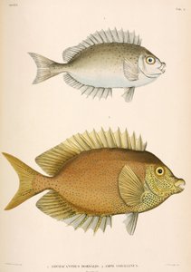 Amphacanthus dorsalis, Amphacanthus corallinus, Indonezja autorstwa Unbekannter Künstler