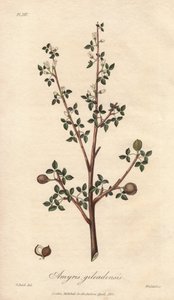 Amyris elemifera lub drzewo elemi (Commiphora gileadensis) Silna woda autorstwa Williama Clarke