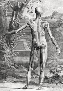 Ilustracja anatomiczna autorstwa Unbekannter Künstler