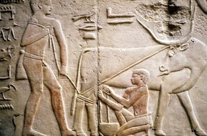Starożytny Egipt: Sakkara (lub Sakkara lub Sakkara): nekropolia Starego Cesarstwa, grób szlachcica. Fragment płaskorzeźby przedstawiający dojenie bawoła.