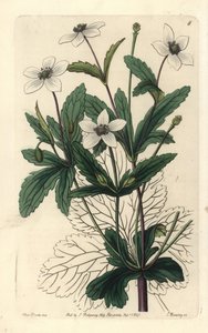 Anemone des rives - zawilec żyłkowany, Anemone rivularis. Ręcznie kolorowany miedzioryt autorstwa George