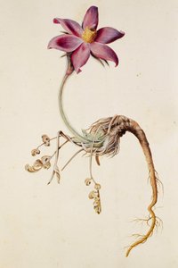 Anemone pulsatilla/Anenome pulsaille autorstwa Unbekannt