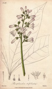 Drzewo angostury, Angostura trifoliata autorstwa Unbekannter Künstler