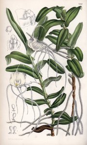 Angraecum germinyanum, biała orchidea z Madagaskaru. Nazwany na cześć francuskiego hrabiego Adriena de Germiny. Rysunek Matildy Smith (1854-1926), litografia J.N. Fitcha w Curtis Botanical Magazine, autorstwa Josepha Daltona Hookera, opublikowana w Londyni autorstwa Unbekannter Künstler