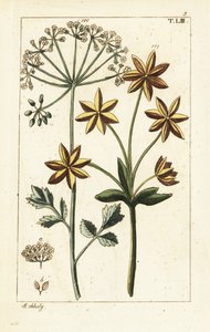 Anyż lub anyż, Pimpinella anisum. autorstwa Unbekannter Künstler