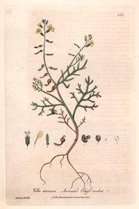 Vella roczna (Vella annua) - plansza botaniczna autorstwa Isaaca Russella, rytowana przez Charlesa Matthewsa, z "English Botanical Phenomenes" Williama Baxtera (1788-1871) autorstwa Unbekannter Künstler