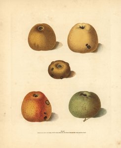 Odmiany jabłek, Malus domestica: Franklin