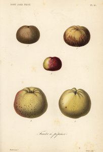 Odmiany jabłek, Malus pumila autorstwa Unbekannt