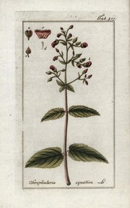 Skrofularia wodna (Scrophularia aquatica). Litografia z "Afbeelding der Artseny-Gewassen" Johannesa Zorna (1739-1799), Holandia autorstwa Unbekannter Künstler