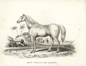 Koń arabski, Equus caballus var. arabicus. Ze znakiem Napoleona na boku oraz francuskimi żołnierzami i armatami na północnoafrykańskim polu bitwy. Ręcznie kolorowana litografia z Galerii Historii Naturalnej Georga Friedricha Treitschke, Naturhistor autorstwa Unbekannter Künstler