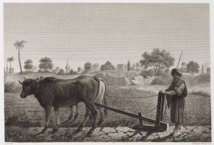 Rolnictwo, Orka Orka wołami, Egipt, ok. 1798 autorstwa Unbekannt