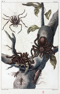 Surinamski pająk żywiący się ptakami i tarantula autorstwa Unbekannt