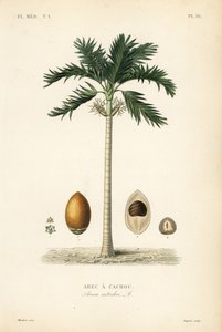 Palma orzechowa Areca, Areca catechu, Arec a cachou autorstwa Unbekannt
