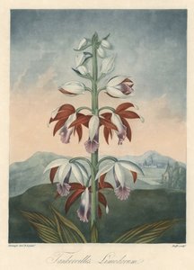 Azjatycka odmiana orchidei Eau forte, zaczerpnięta z The Temple of Flora, autorstwa dr Roberta Thorntona (1768-1837) autorstwa Unbekannter Künstler