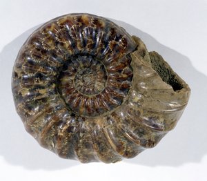Asteroceras obtusum (amonit) znaleziony w Lyme Regis, Dorset, dolna kreda (zdjęcie) autorstwa Unbekannt