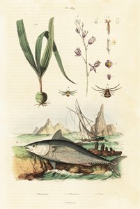 Tuńczyk błękitnopłetwy atlantycki i orchidea belitia. autorstwa Unbekannter Künstler