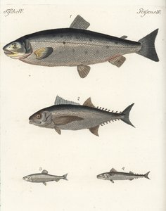 Łosoś atlantycki Salmo salar 1, tuńczyk Thunnus species 2, śledź atlantycki Clupea harengus 3 i makrela atlantycka Scomber scombrus 4. Ręcznie kolorowany miedzioryt z książki Friedricha Johanna Bertucha Bilderbuch fur Kinder (Picture Book for C autorstwa Unbekannter Künstler