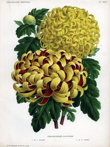 Jesienne hybrydy chryzantem: M. C. Orchard ma duży żółty kwiat i karmazynowy, a M. H.Cannell ma duży żółty kwiat. autorstwa Unbekannter Künstler