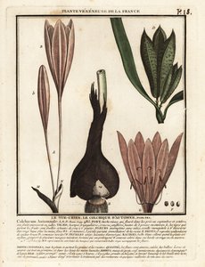 Jesienny krokus, Colchicum autumnale. autorstwa Unbekannter Künstler