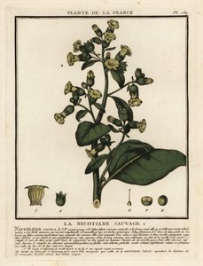 Tytoń Azteków, Nicotiana rustica. autorstwa Unbekannter Künstler