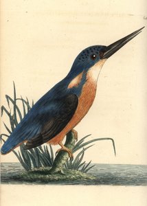 Zimorodek lazurowy, Ceyx azureus (zimorodek trójpalczasty, Alcedo tribrachys). Ilustracja narysowana i wygrawerowana przez Richarda Polydore